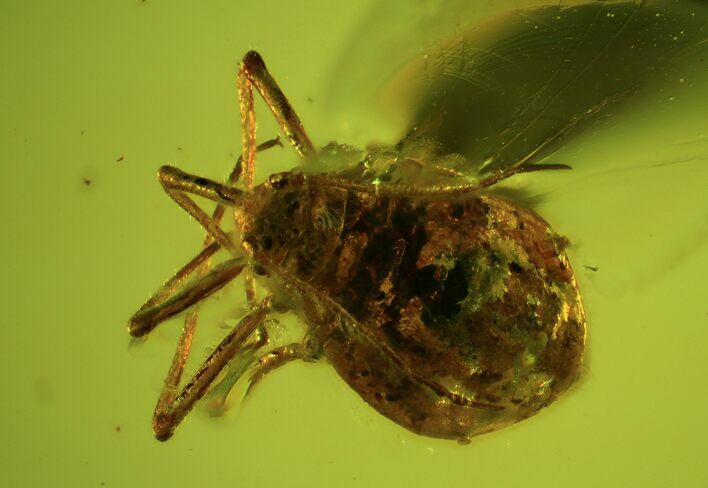 Detailed Fossil Mite (Acari) In Baltic Amber - Jewelry Quality #93906